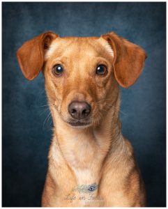 Dachshund terrier cross pet portrait Life in Focus Portraits dog photographer Cardross Dumbarton