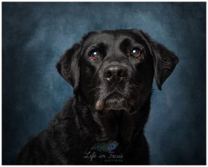 black labrador retriever studio photo Life in Focus Portraits pet dog photographer Luss Alexandria