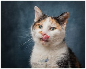 elderly calico cat with tongue out Life in Focus Portraits pet cat photography Cardross
