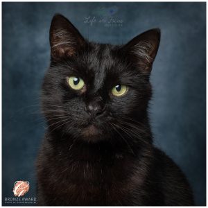 black cat with green eyes Life in Focus Portraits Award Winning pet photography studio Loch Lomond