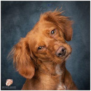 Award winning pet portrait red working cocker spaniel vizsla cross Life in Focus Portraits dog photographer Cardross