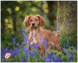 Award winning photo red working cocker spaniel vizsla cross in bluebell wood Life in Focus Portraits outdoor pet dog photography sessions Helensburgh