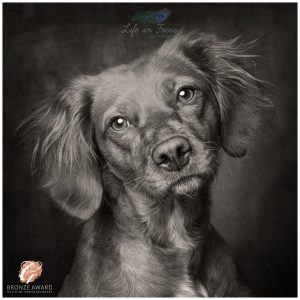 Award winning toned black and white photo of working cocker spaniel Life in Focus Portraits dog portrait photography Cardross