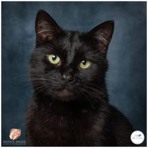 Black cat award winning photograph Guild of Professional Photographers Life in Focus Portraits award winning pet photographer Helensburgh
