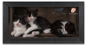 framed award winning photo of kittens Life in Focus Portraits award winning pet photographer Rhu Helensburgh