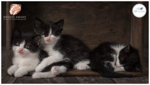kittens huddled together in box Life in Focus Portraits award winning pet photograpy studio Rhu Helensburgh
