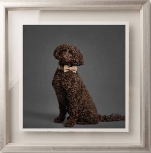 framed photograph of a brown labradoodle wearing a bowtie dog photographer Cardross Life in Focus Portraits