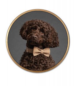 PHoto of brown cockerpoo in circular gold frame Life in Focus Portraits Helensburgh dog photographer